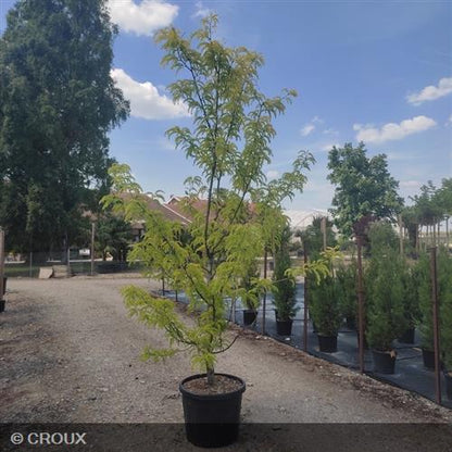 GLEDITSIA triacanthos 'Sunburst'