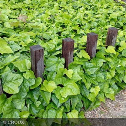 HEDERA algeriensis 'Bellecour®'
