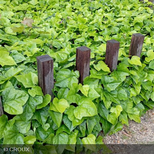 HEDERA algeriensis 'Bellecour®'