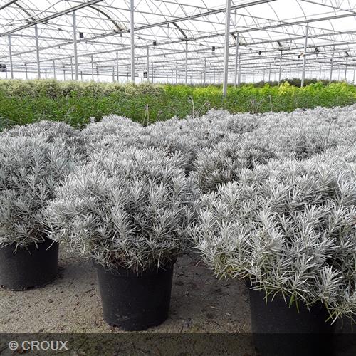 HELICHRYSUM italicum ssp 'Serotinum'