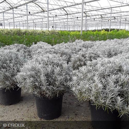 HELICHRYSUM italicum ssp 'Serotinum'
