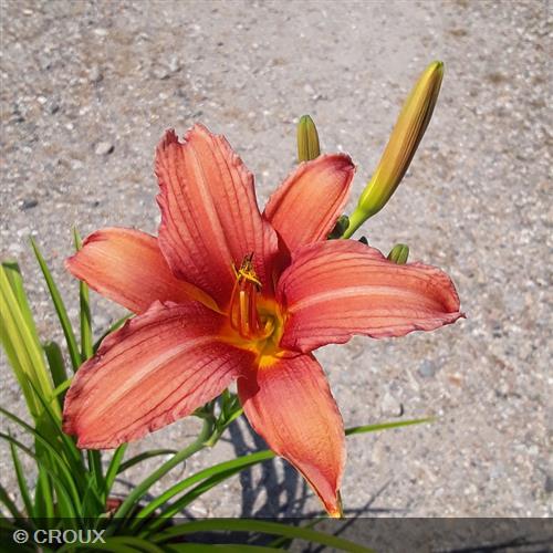 HEMEROCALLIS  'Pink Damask'