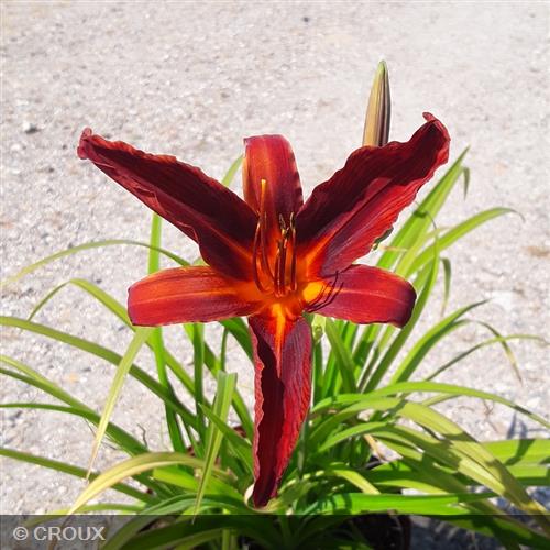 HEMEROCALLIS  'Sammy Russell'