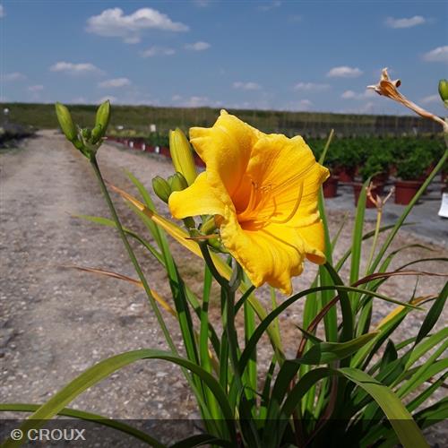 HEMEROCALLIS 'Stella de Oro'