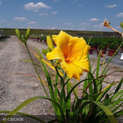 HEMEROCALLIS 'Stella de Oro'