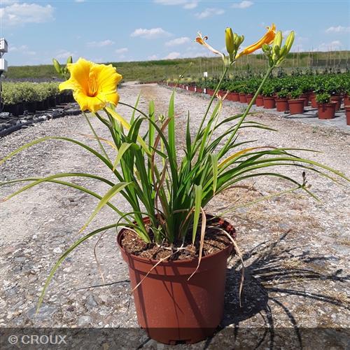 HEMEROCALLIS 'Stella de Oro'