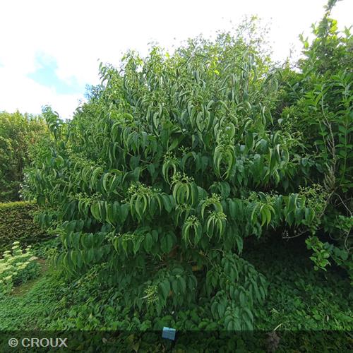 HEPTACODIUM miconioides