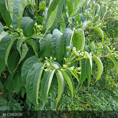 HEPTACODIUM miconioides