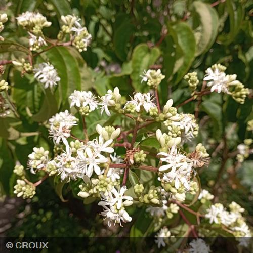 HEPTACODIUM miconioides