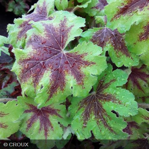 HEUCHERELLA 'Art Nouveau®'