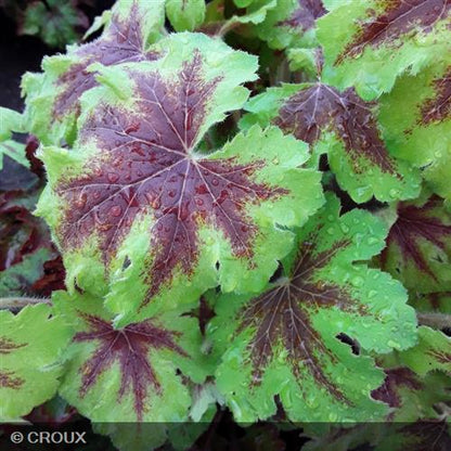 HEUCHERELLA 'Art Nouveau®'