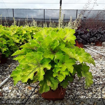 HEUCHERELLA Buttered rum®