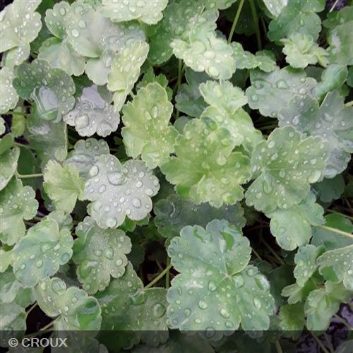 HEUCHERA 'Pluie de Feu®'