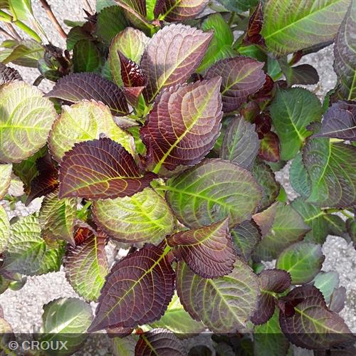 HYDRANGEA macrophylla 'Red Angel'