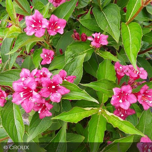 WEIGELA x florida 'Bristol Ruby'