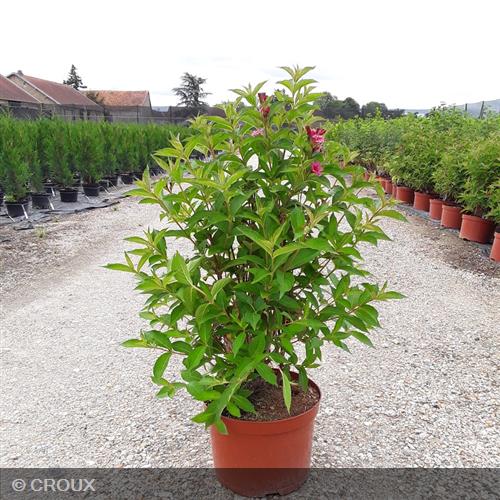 WEIGELA x florida 'Bristol Ruby'