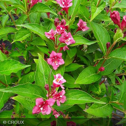 WEIGELA x florida 'Bristol Ruby'