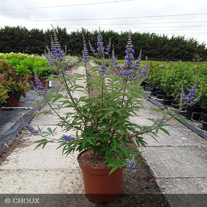 VITEX agnus-castus 'Latifolia'