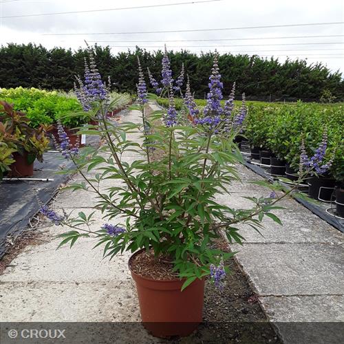 VITEX agnus-castus 'Latifolia'