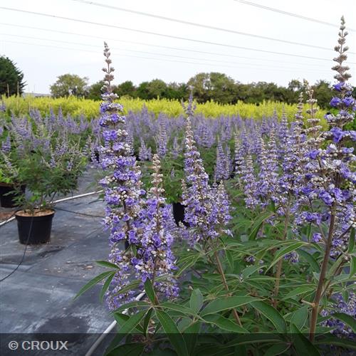 VITEX agnus-castus 'Latifolia'