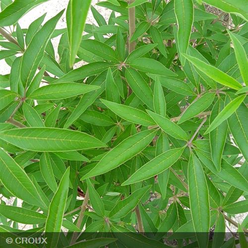 VITEX agnus-castus 'Latifolia'