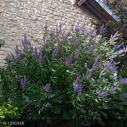 VITEX agnus-castus 'Latifolia'