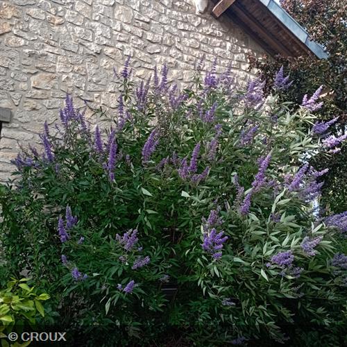 VITEX agnus-castus 'Latifolia'