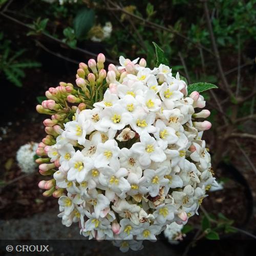 VIBURNUM x burkwoodii