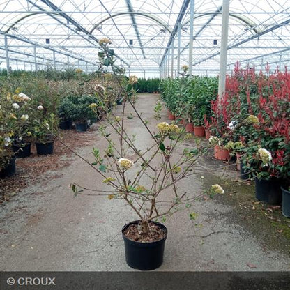 VIBURNUM x burkwoodii
