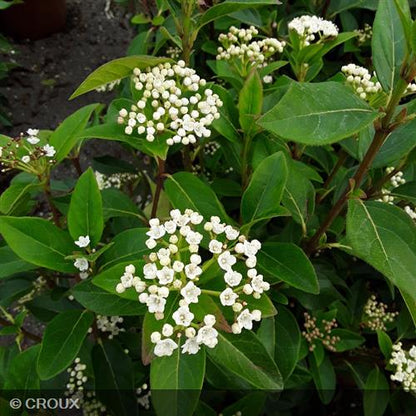 VIBURNUM tinus  'Giganteum'