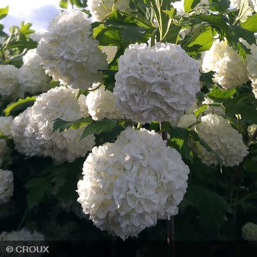 VIBURNUM opulus 'Roseum'