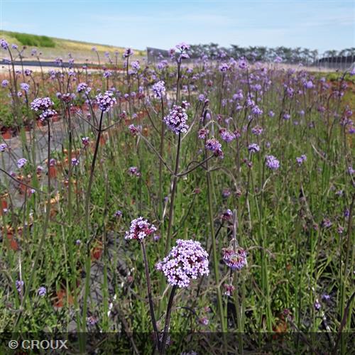 VERBENA bonariensis