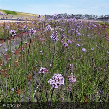 VERBENA bonariensis