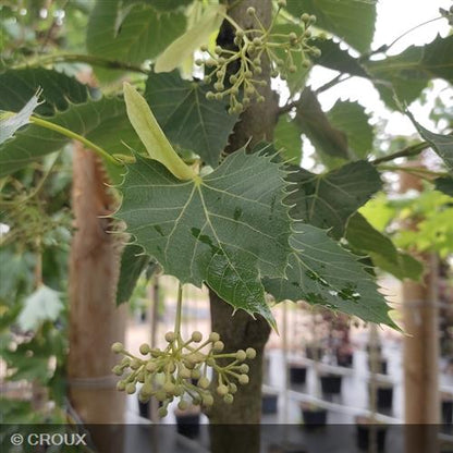 TILIA henryana