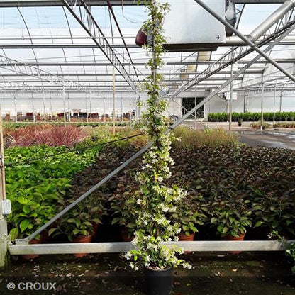 TRACHELOSPERMUM jasminoides