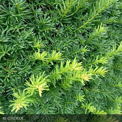 TAXUS baccata