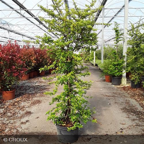 PYRACANTHA coccinea 'Soleil D'or'