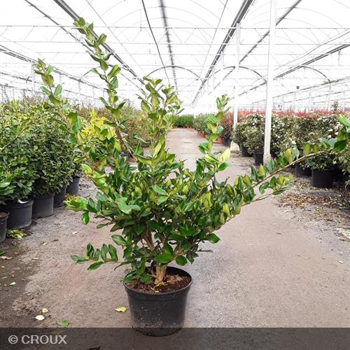 LIGUSTRUM japonicum 'Texanum'