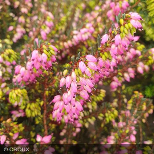ERICA x darleyensis 'Rubina'