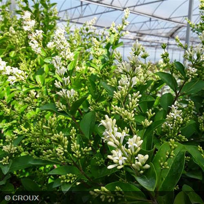 LIGUSTRUM  ovalifolium