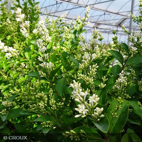 LIGUSTRUM  ovalifolium