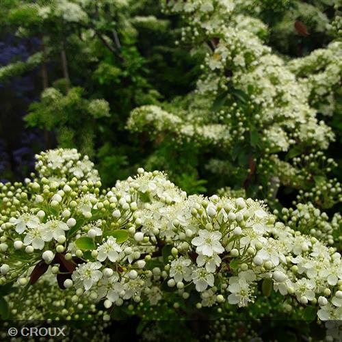PYRACANTHA coccinea 'Red Column'