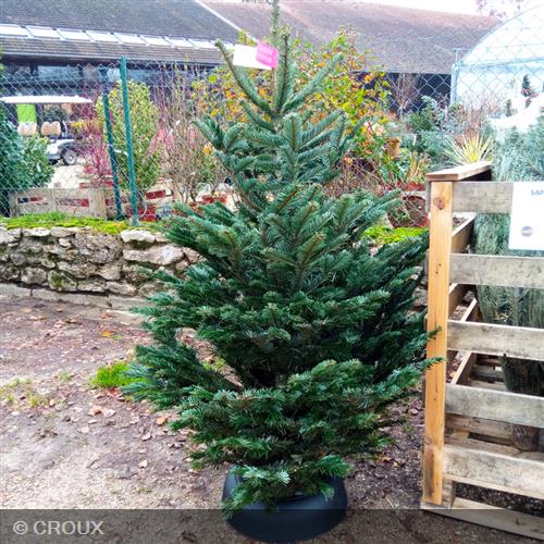 ABIES nordmanniana