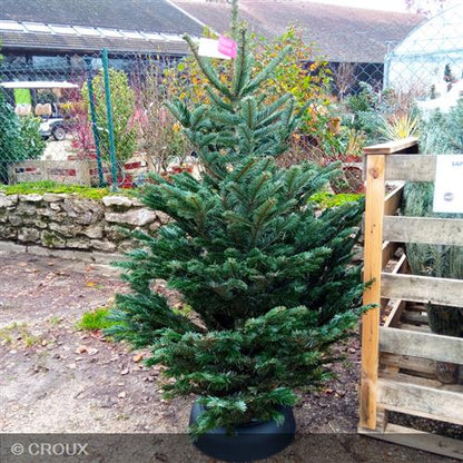ABIES nordmanniana