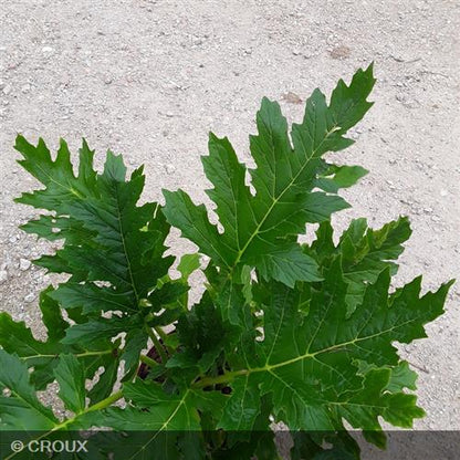 ACANTHUS mollis