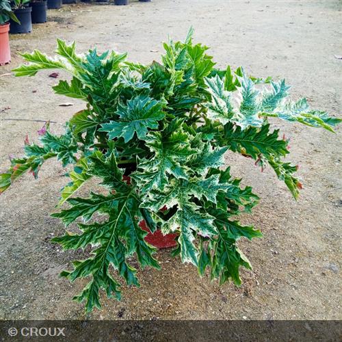 ACANTHUS mollis 'Whitewater®'