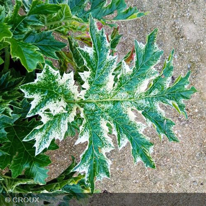 ACANTHUS mollis 'Whitewater®'