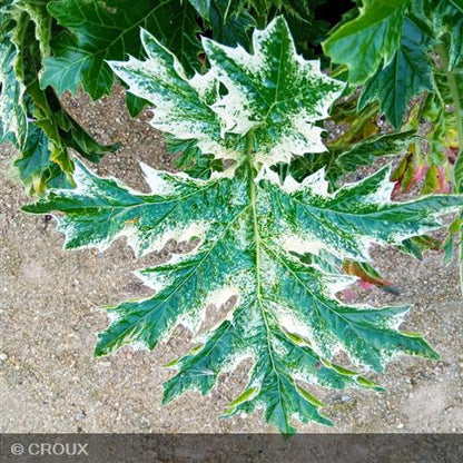 ACANTHUS mollis 'Whitewater®'
