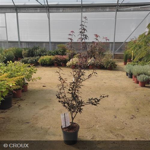 ACER palmatum 'Skeeters Broom'