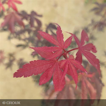 ACER palmatum 'Skeeters Broom'